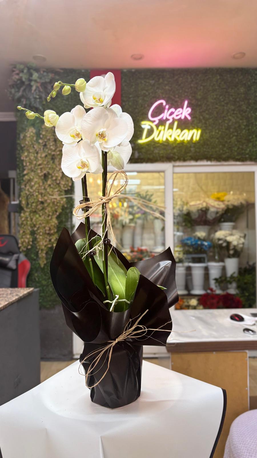 cift-dalli-beyaz-orkide--46