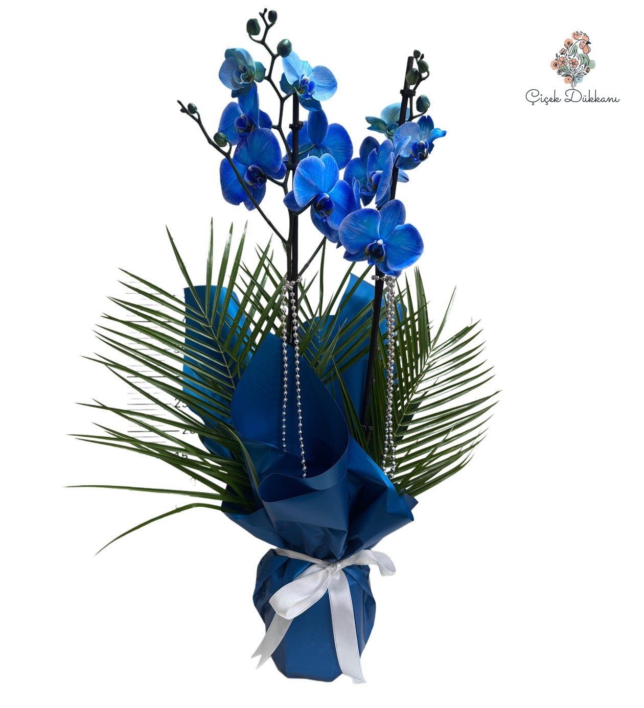 mavi-orkide-asaleti--24