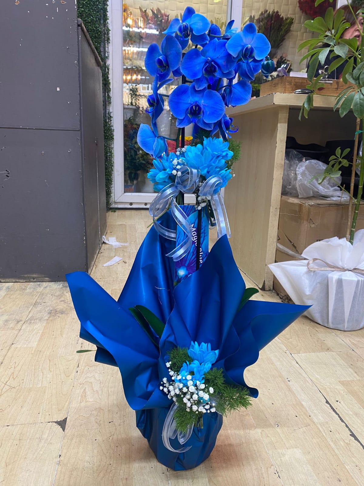 mavi-orkide-asaleti--24