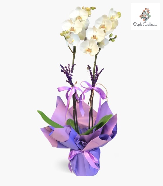 cift-dalli-beyaz-orkide