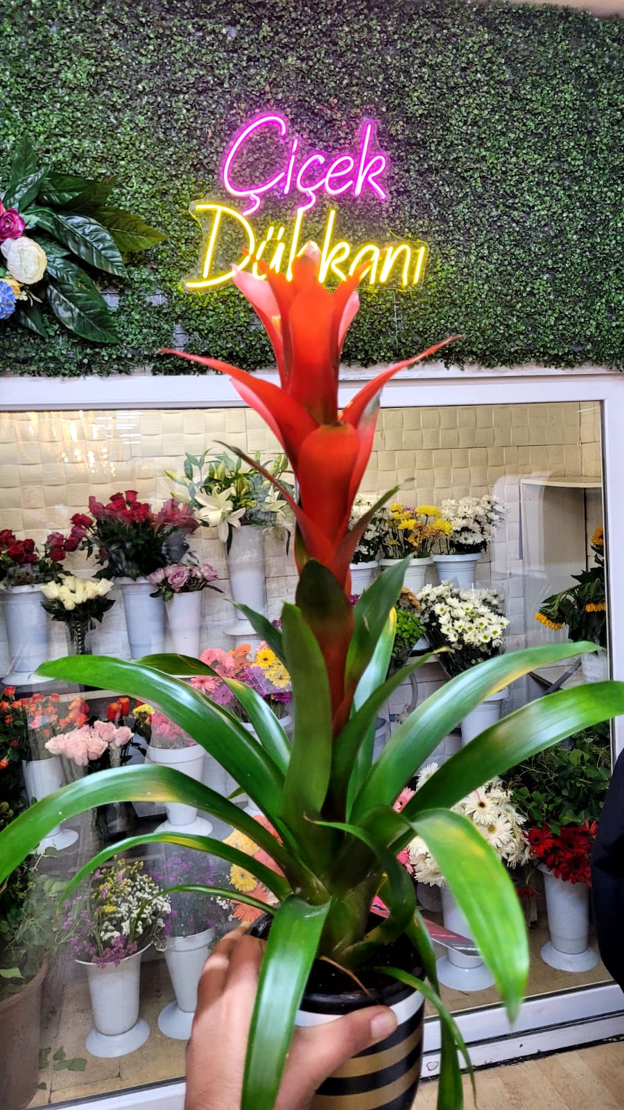 saksida-guzmania-76