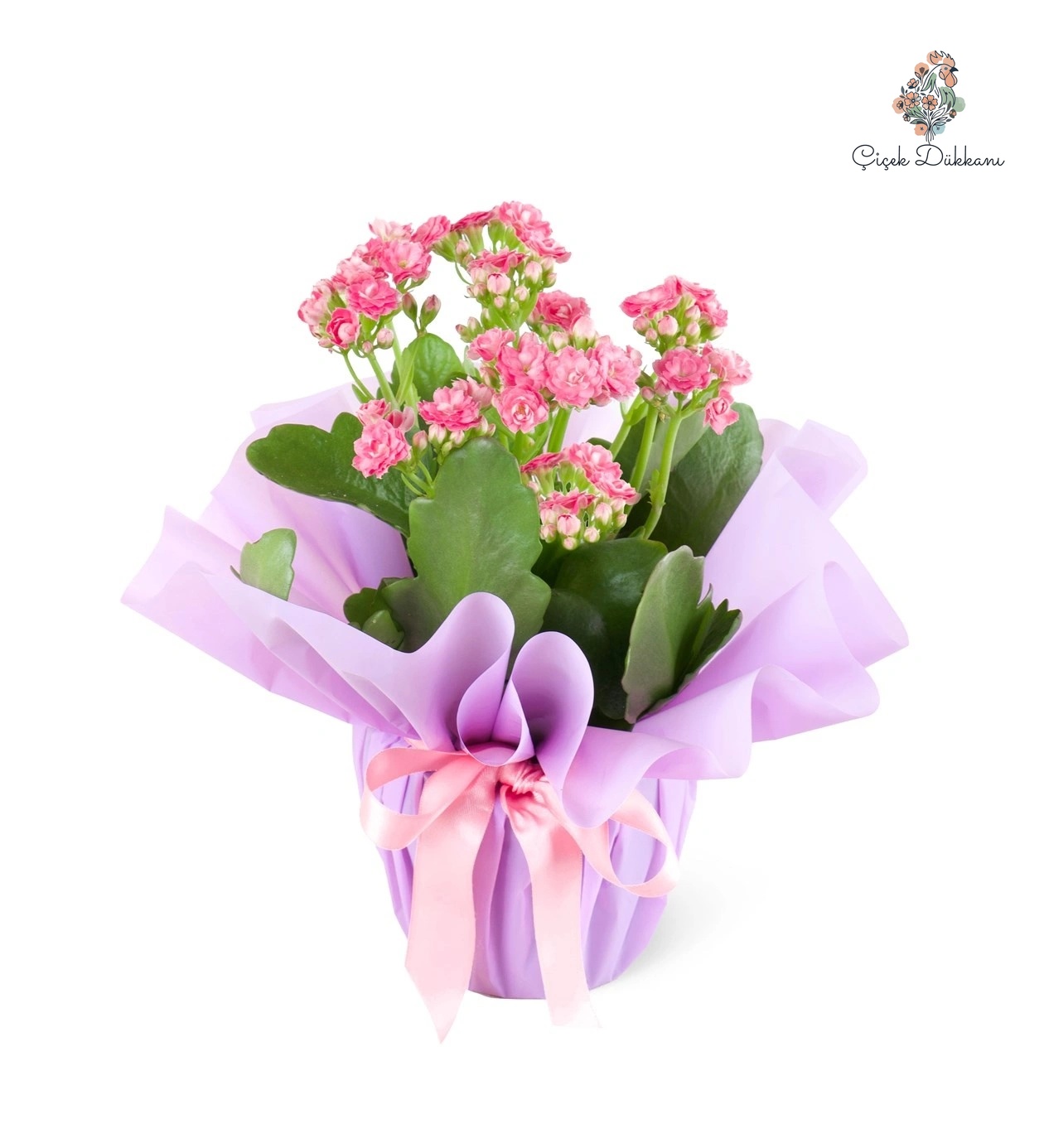 saksida-pembe-emel-hanim-11111