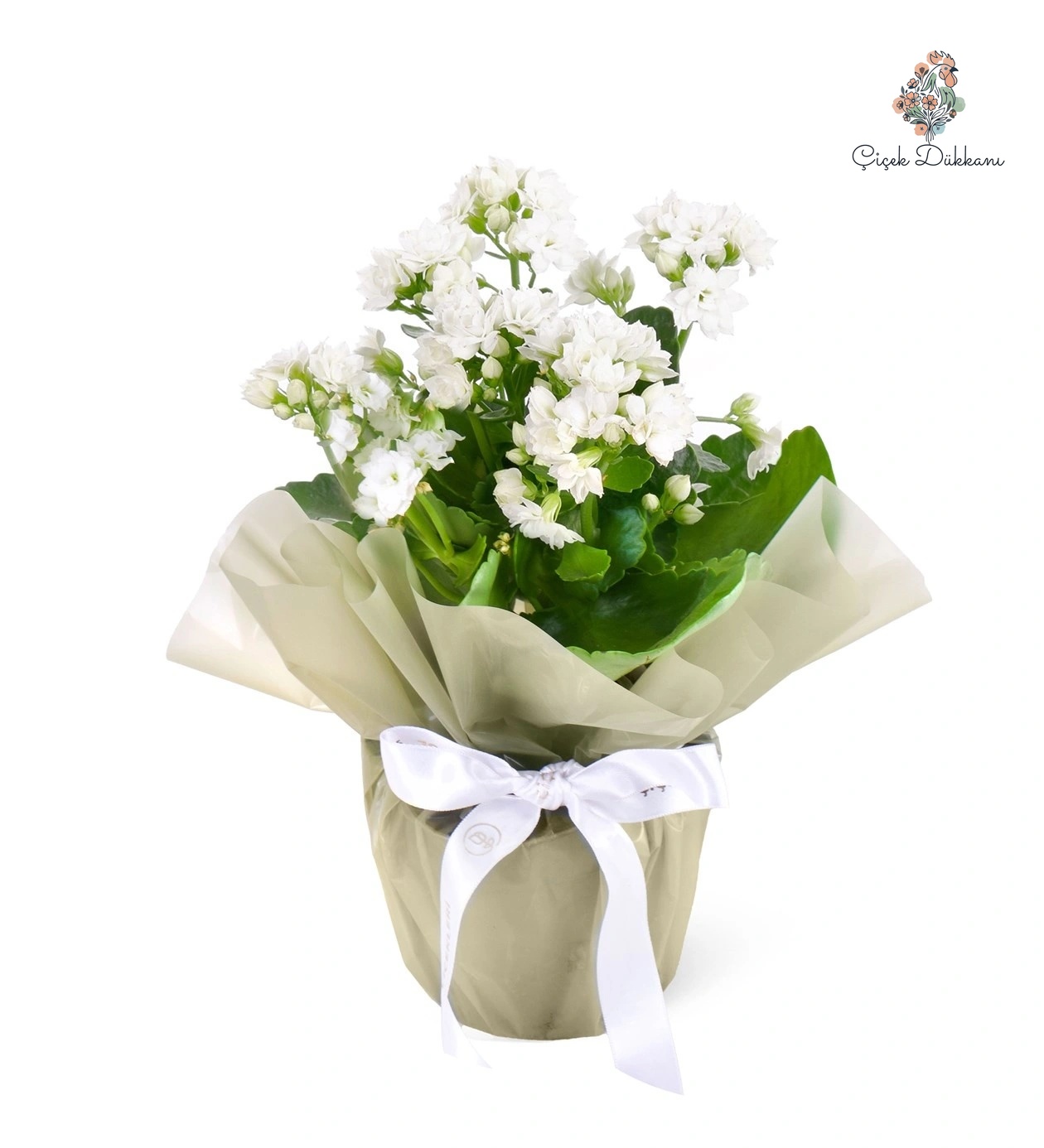 saksida-beyaz-emel-hanim