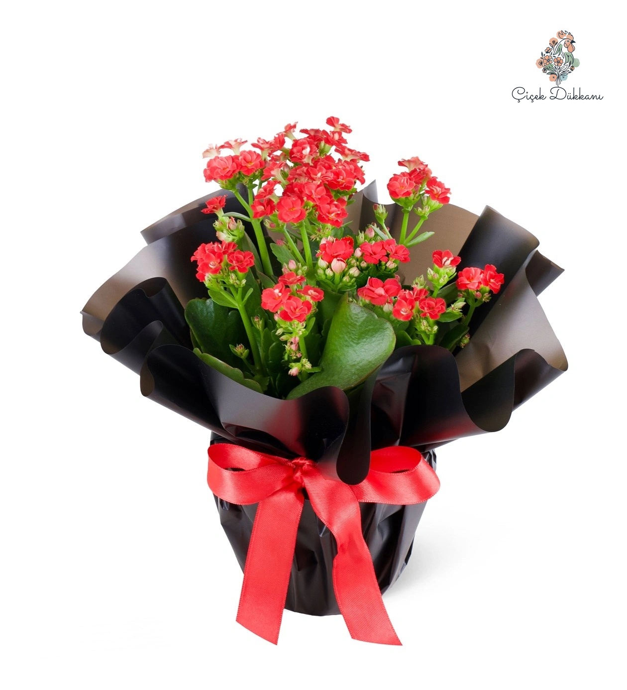 saksida-kirmzi-emel-hanim