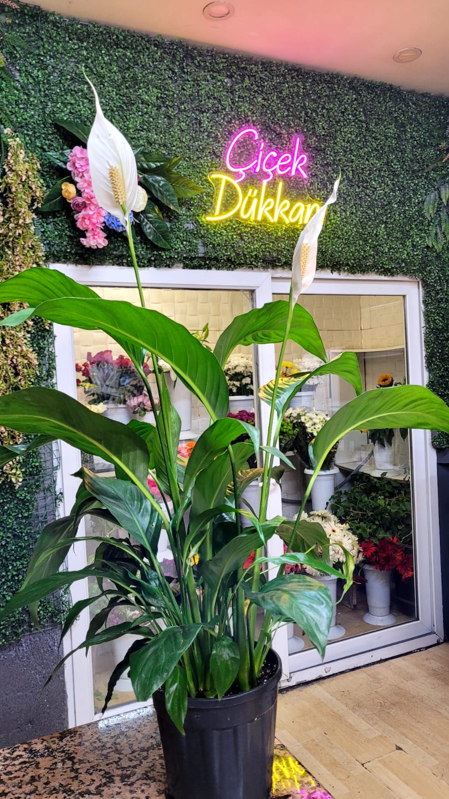 saksida-spatafilyum-75