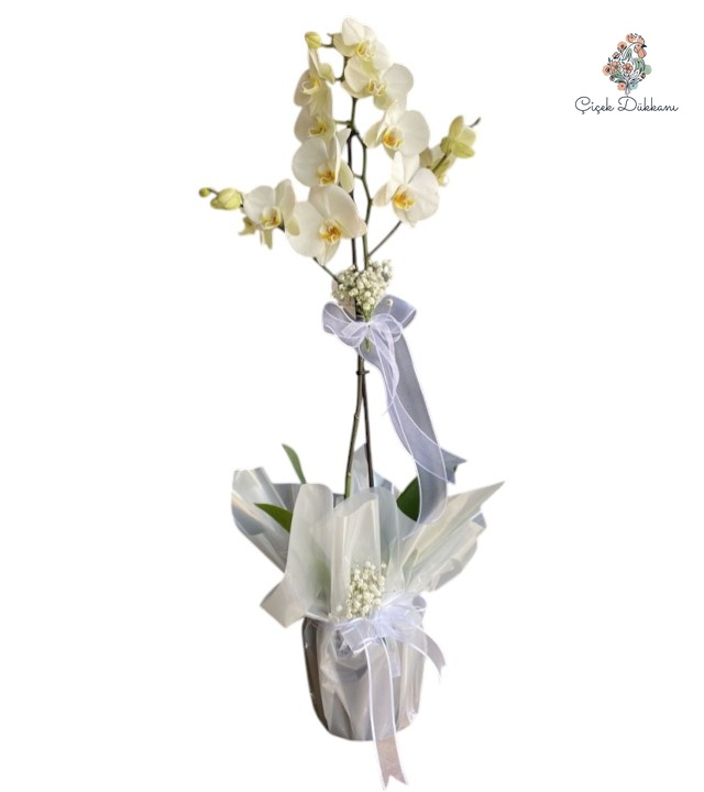 tekdal-beyaz-orkide