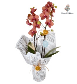 ates-kirmizi-cift-dalli-orkide