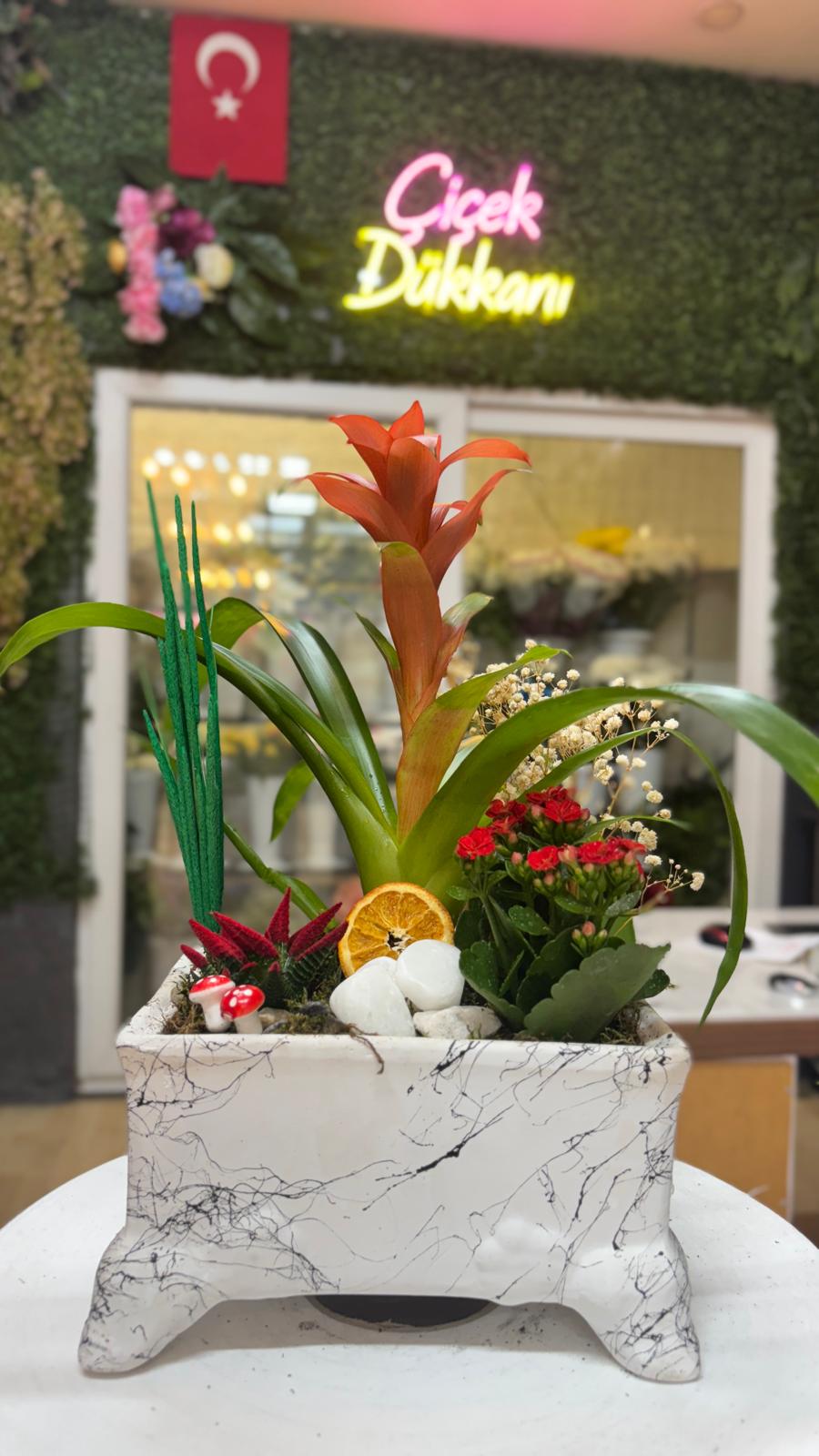 sukulent-saksi-mix-58